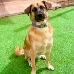 Butters - PAWS, Shepherd, Belgian Malinois, young, available for adoption
