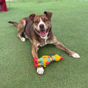 A brown and white dog lying on a green artificial turf, playing with a colorful toy.