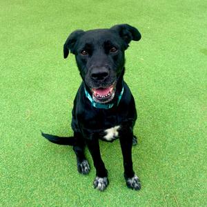 Ophelia - PAWS, Mixed Breed (Medium), adult, available for adoption