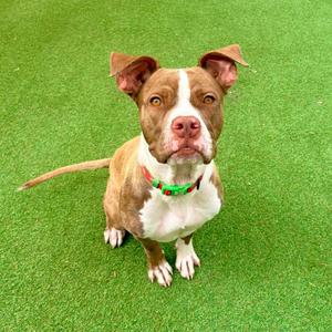 A brown and white dog with a green collar sitting on a green artificial turf.