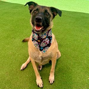 Stella - PAWS, Mixed Breed (Medium), adult, available for adoption