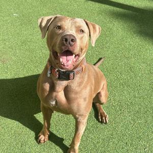 A brown dog with a black collar standing on a green artificial turf surface.