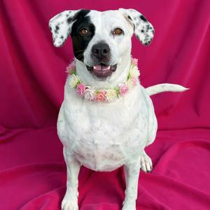 Marcie - PAWS, Mixed Breed (Medium), adult, available for adoption