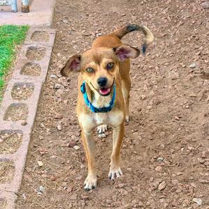 A brown dog with a blue collar is standing on a dirt path, looking up with its ears perked and tongue out.