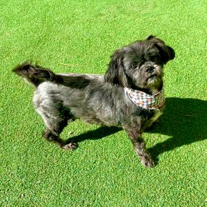 Rusty, Shih Tzu, adult, available for adoption