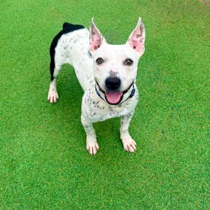 Poe - PAWS, Mixed Breed (Medium), young, available for adoption