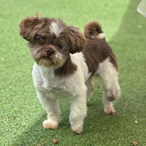 A small brown and white dog standing on a green artificial turf surface.
