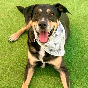 Sly - PAWS, Rottweiler, senior, available for adoption