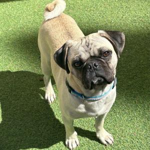 Church, Pug, young, available for adoption