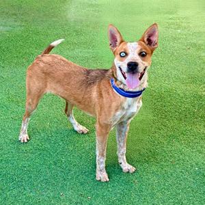 A brown and white dog with a blue collar standing on green grass.