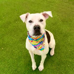 Miracle, Mixed Breed (Medium), adult, available for adoption