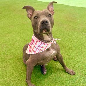 A brown dog wearing a red and white checkered bandana sitting on green grass.