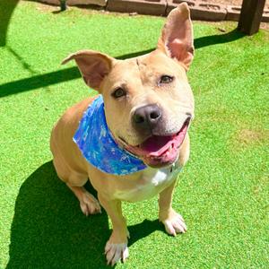 Honey - PAWS, Mixed Breed (Large), adult, available for adoption