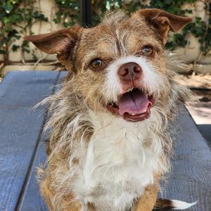 Taz  -   PAWS, Mixed Breed (Small), adult, available for adoption