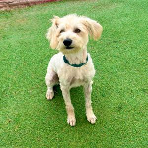 A small white dog with curly fur sitting on a green lawn.