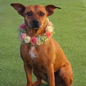 Cinnamon - PAWS, Mixed Breed (Medium), senior, available for adoption