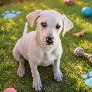 Albert, Retriever, Labrador, puppy, available for adoption