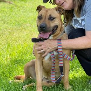 Mariane Thornberry, Terrier, Pit Bull, adult, available for adoption