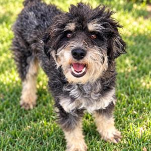 Odessa, Poodle, adult, available for adoption