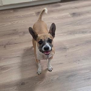 A small dog with a brown and white coat, standing on a wooden floor and looking up with its mouth open, showing its tongue.