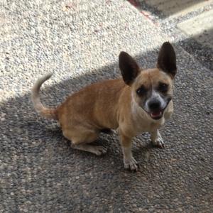 Buddy, Chihuahua, adult, available for adoption