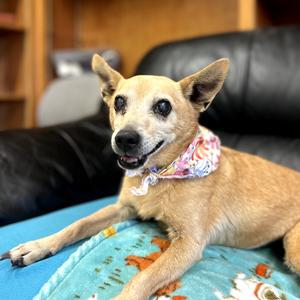 Ginger, Chihuahua, senior, available for adoption