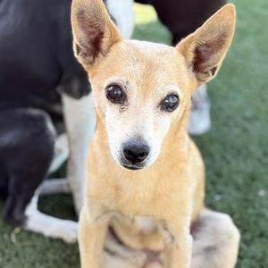 Ginger, Chihuahua, senior, available for adoption