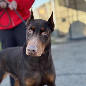 Dobby, Pinscher, Doberman, senior, available for adoption