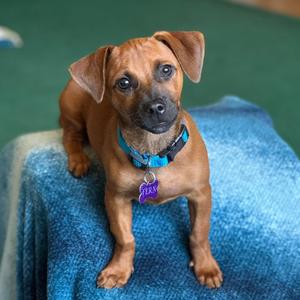 Fern, Dachshund, Standard Smooth Haired, puppy, available for adoption