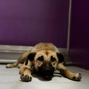 A brown dog lying on the floor with its head resting on its paws, looking up at the camera. The background is a purple wall.