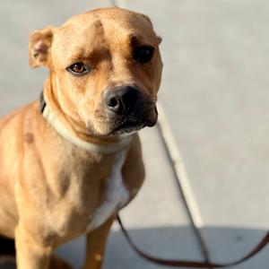 Max, Terrier, Pit Bull, adult, available for adoption