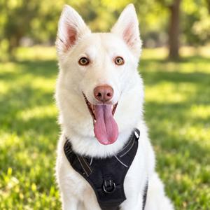 Neji Ronan, Husky, Alaskan, adult, available for adoption
