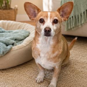 A small brown and white dog with large ears sitting on a carpeted floor next to a dog bed.