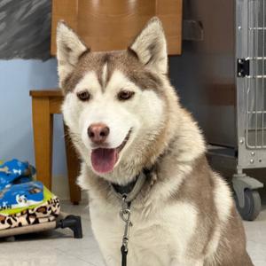 Cinnamon, Husky, adult, available for adoption