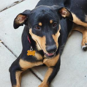 Etta, Shepherd, adult, available for adoption