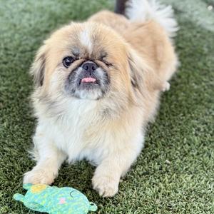 Muggsy, Pekingese, adult, available for adoption