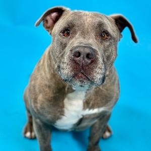 Eeyore, Terrier, American Pit Bull, senior, available for adoption