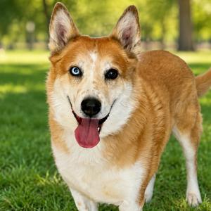 Hogan, Shepherd, Australian, senior, available for adoption