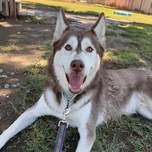 Onyx / Miracle, Husky, adult, available for adoption