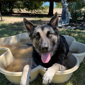 Jamie Lee, Shepherd, German, adult, available for adoption