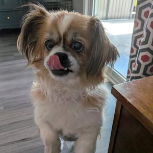 Fabio, Pekingese, senior, available for adoption