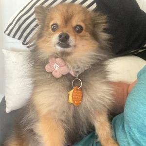 Bloom, Pomeranian, senior, available for adoption