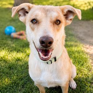 Honey Bun, Retriever, Labrador, adult, available for adoption