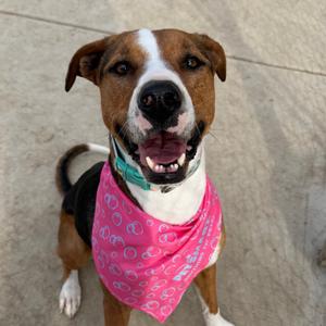 Lolly, Hound, adult, available for adoption