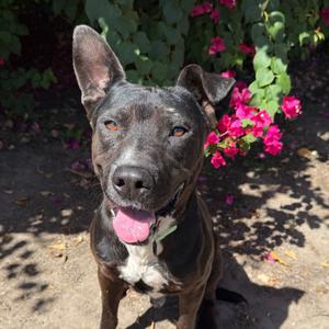 Casper, Mixed Breed (Large), adult, available for adoption