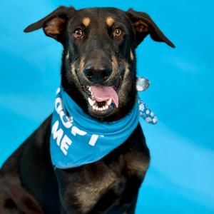 Felix, Pinscher, Doberman, adult, available for adoption