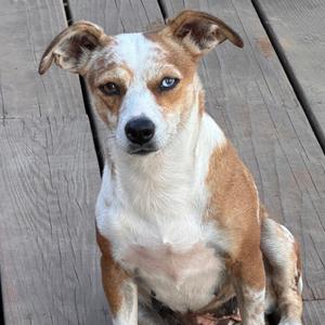 A brown and white dog with blue eyes sitting on a wooden deck.