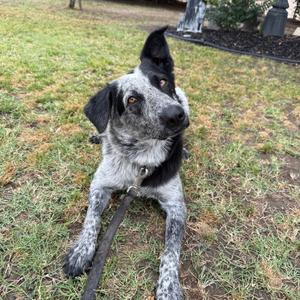 A speckled dog with black and white fur lies on the grass, looking to the side with its head tilted.