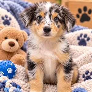 Banjo, Shepherd, Australian, puppy, available for adoption