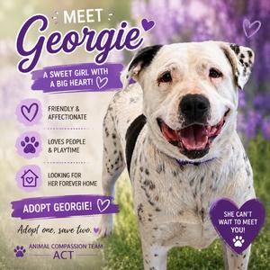 Georgie, Retriever, Labrador, adult, available for adoption